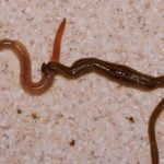 Imagem relacionada a Vermes predadores gigantes invadiram a França