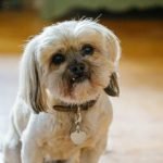 Imagem relacionada a Cães perderam a capacidade de fazer as pazes