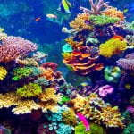 Imagem relacionada a Recifes de coral resistiram a morte dos dinossauros