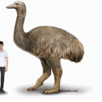 Imagem relacionada a O que aniquilou o maior pássaro do mundo?