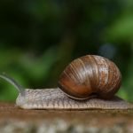 Imagem relacionada a Evolução pode favorecer a preguiça, segundo novo estudo