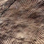 Imagem relacionada a Dickinsonia é o animal mais antigo do mundo