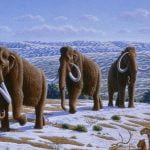 Imagem relacionada a Mamutes poderiam vagar em Parque da Era do Gelo em 2028