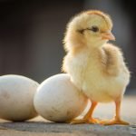 Imagem relacionada a Galinha e ovo vieram primeiro, dizem os físicos