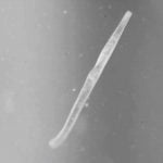 Imagem relacionada a Este é o organismo mais rápido do mundo?