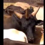 Imagem relacionada a Vaca com três chifres é vista em fazenda no Brasil