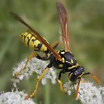 Imagem relacionada a Por que tendemos a gostar de abelhas, mas odiar vespas?