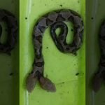 Imagem relacionada a Cobra de duas cabeças descoberta na Virgínia