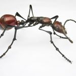 Imagem relacionada a Novo estudo prevê grande declínio de insetos