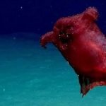 Imagem relacionada a Monstro de galinha sem cabeça filmada pela primeira vez