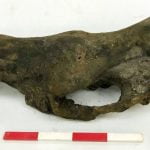 Imagem relacionada a Trabalhadores descobrem ossos de mamute lanosos