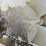 Imagem relacionada a Piranhas jurássicas percorriam águas pré-históricas