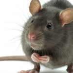 Imagem relacionada a Cientistas criam ratos saudáveis ​​com duas mães