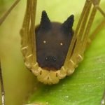 Imagem relacionada a Aranha bizarra parece ter uma cabeça de cachorro