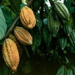 Imagem relacionada a Origem do chocolate aconteceu há 1.500 anos