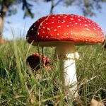 Imagem relacionada a Cogumelo biônico pode gerar eletricidade em seu telefone