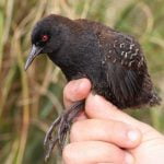 Imagem relacionada a Mistério de Pássaro da Atlântida finalmente resolvido