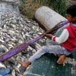 Imagem relacionada a Mistério envolve mortes de peixes em massa no Iraque