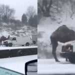 Imagem relacionada a Camelo é visto em estrada da pensilvânia