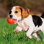 Imagem relacionada a Os cães são predominantemente destros ou canhotos?