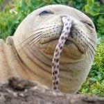 Imagem relacionada a Focas estão ficando enguias presas em seus narizes