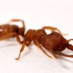 Imagem relacionada a Formiga Drácula fecha suas mandíbulas a 300 km/h