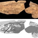 Imagem relacionada a Ictiossauro fossilizado tem pele e gordura