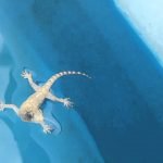 Imagem relacionada a Cientistas descobrem como as lagartixas andam na água