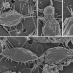 Imagem relacionada a Cientista descobre novos micróbios bizarros