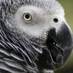 Imagem relacionada a Papagaio consegue imitar alarme de incêndio