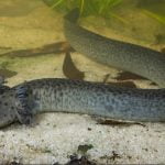 Imagem relacionada a Mistério do 'monstro do pântano' resolvido na Flórida