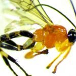 Imagem relacionada a Vespa parasita transforma aranhas em zumbis