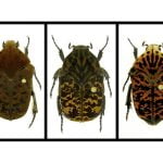 Imagem relacionada a Besouros ganham homenagem com nomes de dragões de Game of Thrones