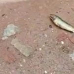 Imagem relacionada a Peixe vivo cai do céu sobre cidade indiana