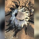 Imagem relacionada a Criatura marinha estranha aparece na Austrália