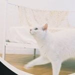 Imagem relacionada a Agora é possível comprar uma esteira para o seu gato