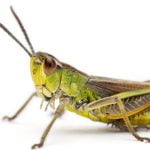 Imagem relacionada a 'Ataques sonoros' em Cuba podem ter sido grilos