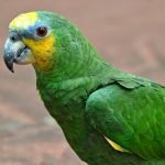 Imagem relacionada a Papagaio faz compras usando o Amazon Alexa