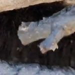 Imagem relacionada a 'Animal peludo' é um amontoado de aranhas