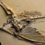 Imagem relacionada a Tubarões pré-históricos capturavam pterossauros