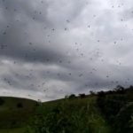 Imagem relacionada a Aranhas filmadas penduradas no céu sobre o Brasil