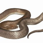 Imagem relacionada a 'Cobra dentro de uma cobra' identificada há 40 anos