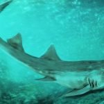 Imagem relacionada a Galagadon: espécie antiga de tubarão ganha homenagem ao videogame