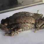 Imagem relacionada a Sapo viaja 8.000 milhas na mala de mulher