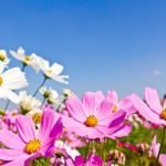 Imagem relacionada a Flores da primavera﻿