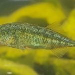 Imagem relacionada a Mistério do peixinho gasterosteidae virgem, porém, grávido