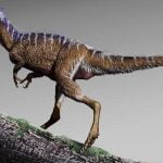 Imagem relacionada a Descoberto Tyrannosaurus rex miniatura