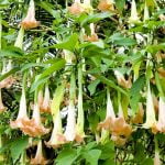 Imagem relacionada a O que é Burudanga? Hálito do Diabo