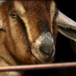 Imagem relacionada a Cabra é eleita prefeita da cidade em Vermont