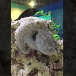 Imagem relacionada a Polvo adormecido muda de cor quando "sonha"